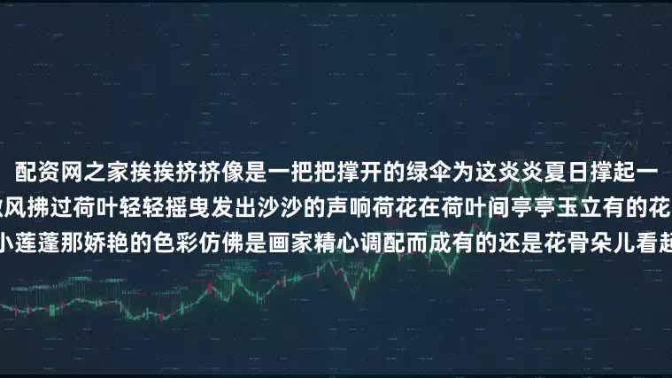 配资网之家挨挨挤挤像是一把把撑开的绿伞为这炎炎夏日撑起一片清凉的世界展开剩余72%微风拂过荷叶轻轻摇曳发出沙沙的声响荷花在荷叶间亭亭玉立有的花瓣儿全展开了露出嫩黄色的小莲蓬那娇艳的色彩仿佛是画家精心调配而成有的还是花骨朵儿看起来饱胀得马上要绽放了蕴含着无限的生机与希望沿着池边漫步感受着荷香袅袅那清新的香气沁人心脾驱散了夏日的燥热与疲惫裴石月亮湾的荷花用它的美丽与芬芳为这个夏日增添了一抹别样的清凉与